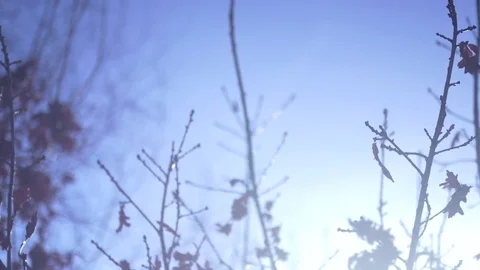 Bare Oak Branches in Bright Winter Sunshine Cinematic Shot Stock Footage 84614009