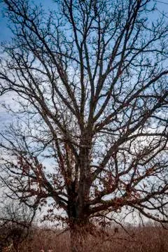 Bare Oak 스톡 사진