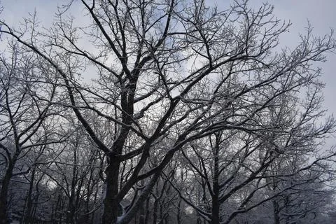 Bare oak tree branches laden with fresh snow against overcast winter sky Fotos de archivo