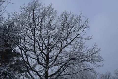 Bare oak tree branches laden with fresh snow against overcast winter sky Фото