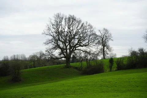 Bare Oak Tree, Rolling Green Hills, Overcast Sky, Wessington England Winter Stock Photos