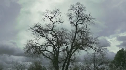 Bare oak tree under a moody time lapse sky Video stock 330037279