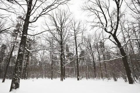 Bare oaks and pine trees in winter forest Stock Photos