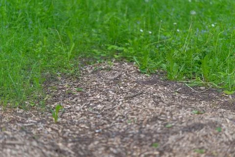 Bare patch of soil and wood chips in a grassy lawn with soft natural daylight 스톡 사진