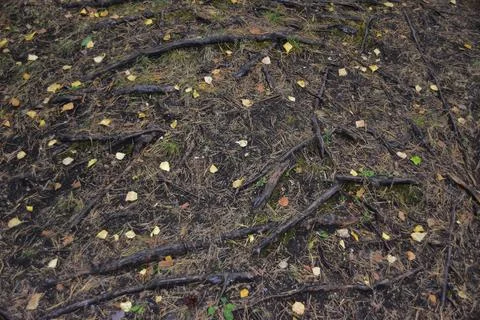 Bare pine roots spread over the rock surface at the top of Mount Vakutin ston Stock Photos