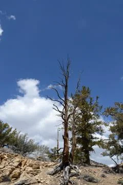 Bare pine sky Foto stock