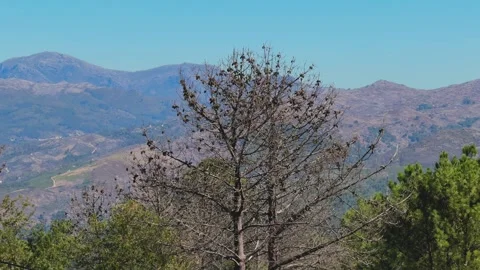 Bare Pine Tree with Seed Cones Against Mountain Peak Landscape. Stock Footage 345996272