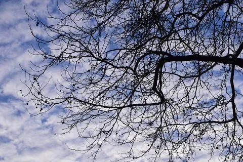 Bare plane tree branches from below against a sky with white clouds Stock Photos