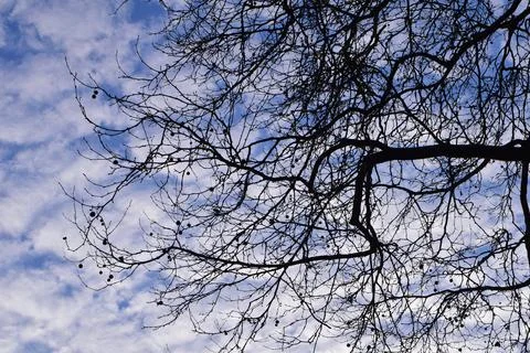 Bare plane tree branches from below against a sky with white clouds Stock Photos