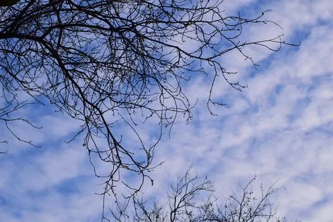 Bare plane tree branches from below against a sky with white clouds Stock Photos
