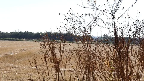 Bare plants Vídeo Stock 95763145