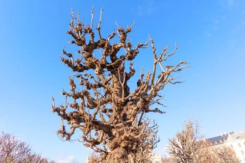 Bare Pollarded Tree Branches Against Blue Sky Vienna Stock-Fotos