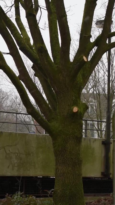 Bare Pollarded Tree By A Mossy Concrete Overpass In Winter Stock Footage 343447517
