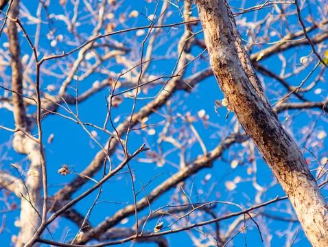 Bare Pradoo Tree Branches with Dried Samara Seed Pods Against Clear Blue Sky Foto stock