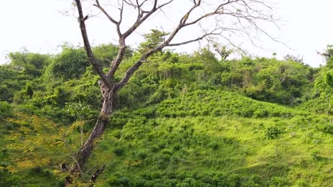 Bare Rain Tree on Lush Green Hill in Khadimnagar Sylhet Bangladesh Stock Footage 340357027