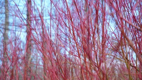 Bare red branches sway in the wind in sunny weather, blue sky in the background 스톡 동영상 190595017