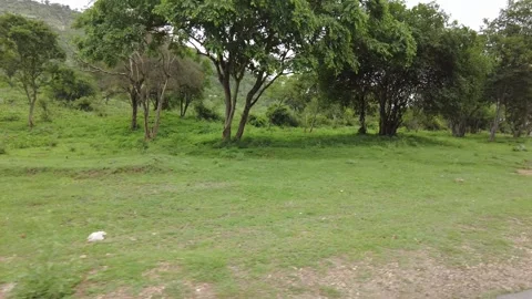 Bare red earth clearing beside open woodland in a South Indian reserve forest Stock Footage 346334727