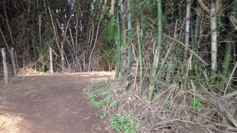 Bare red earth path through a dense bamboo grove in lowland South India Stock Footage 346334740