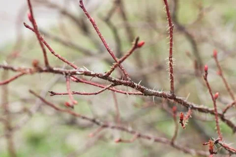 Bare red rosehip branches with thorns close up Stock Photos