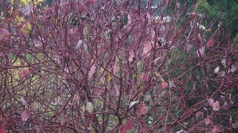 Bare Reddish-Brown Shrub Branches in Late Fall Stock Photos