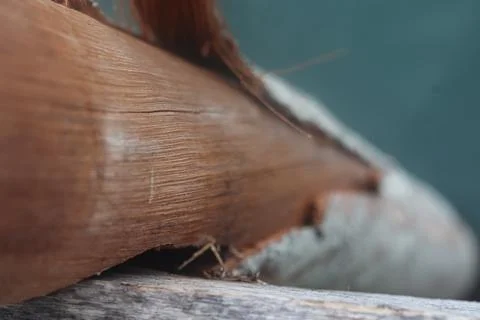 Bare reddish brown tree trunk wood grain texture with teal background 库存照片