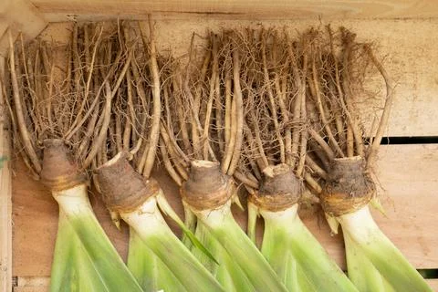Bare root iris rhizomes arranged inside rustic wooden crate display 库存照片