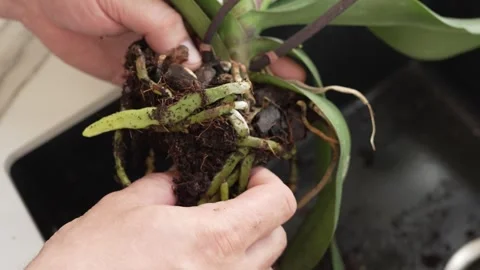 Bare root orchid plant 库存影片 334044579