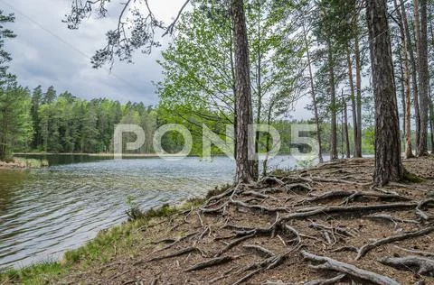 Bare root trees near the forest lake Stock Photos