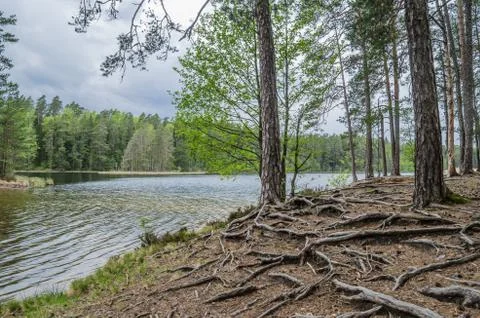 Bare root trees near the forest lake Stock Photos