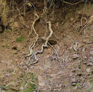 Bare roots Stock Photos
