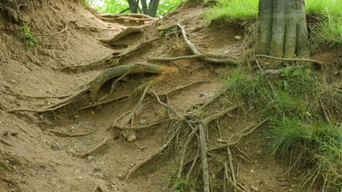 Bare roots of tree Stockbeeldmateriaal 96038701