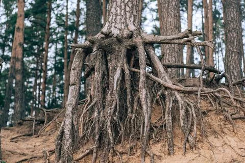 Bare roots of tree, growing at edge of sandy cliff in riverbed Foto stock