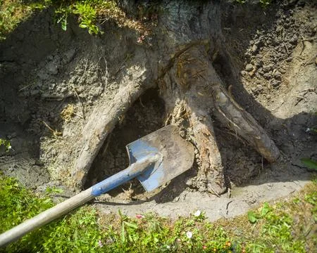 Bare roots of the tree 库存照片