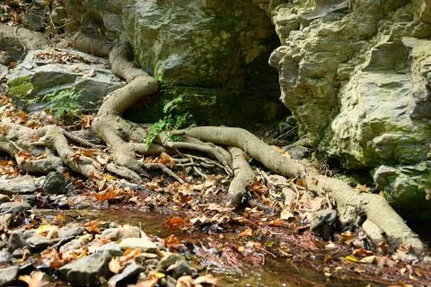 Bare roots of trees growing in rocky cliffs between stones and water in autum Stock Photos