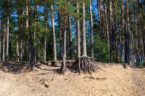 Bare roots of trees growing in sandy forest soil Stock Photos