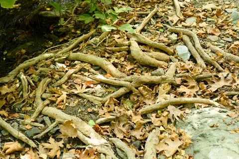 Bare roots of trees protruding from the ground in rocky cliffs and fallen lea Foto stock