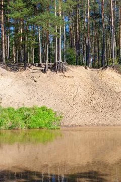 Bare roots of trees on top of a sandy river bank in the forest Stock Photos