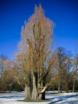 Bare salix tree in winter Stock Photos