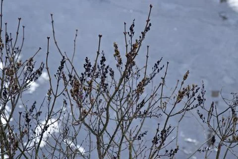 Bare shrub branches display small dormant buds against a muted cool blue backgro Stock Photos