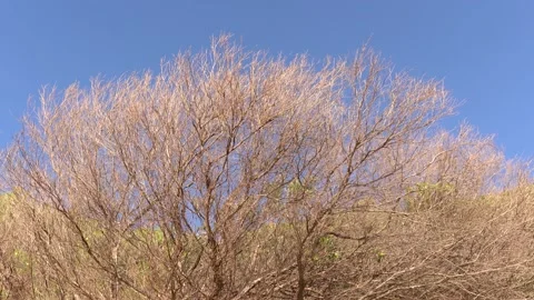 Bare shrub branches sway in the wind under a blue sky. Stockbeeldmateriaal 141170421