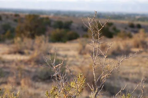 Bare Shrub in the Desert Stock Photos