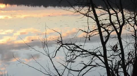 Bare shrub at a forest lake at sunset Stock Footage 12766952