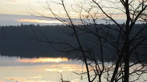 Bare shrub at a forest lake at sunset Stock Footage 12766972