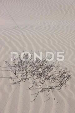 Bare shrub in the sandy desert Stock Photos