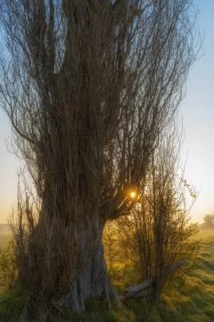 Bare shrub tree with thin dried branches in the morning at sunrise with sun r Stock Photos