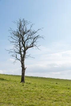 Bare single tree on a green meadow Foto stock