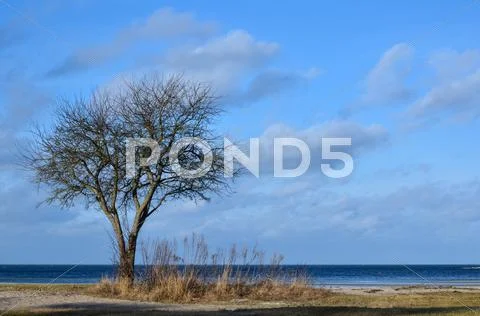 Bare single tree Stock Photos