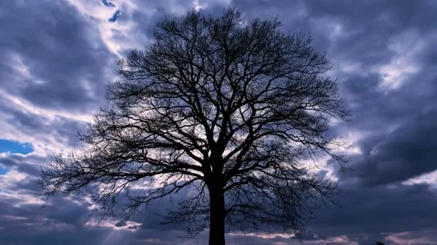 Bare sinister Tree in a Field, dark clouds Stock Footage 142958204