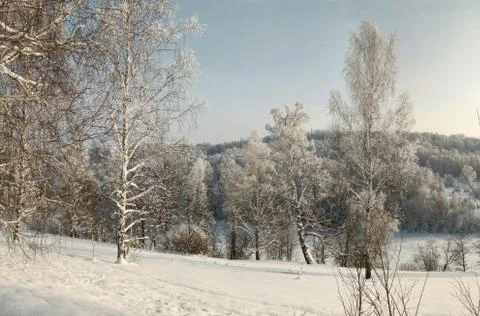 Bare snow covered birches in deep snow on the slope with winter forest on b.. Stock Photos