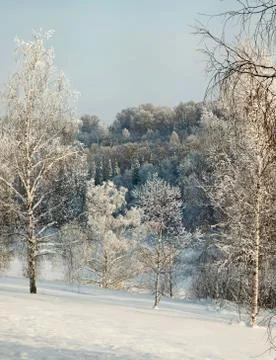Bare snow covered birches in deep snow on the slope with winter forest on b.. Stock Photos